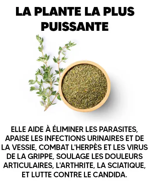 Origan affiche-min Origan affiche-min