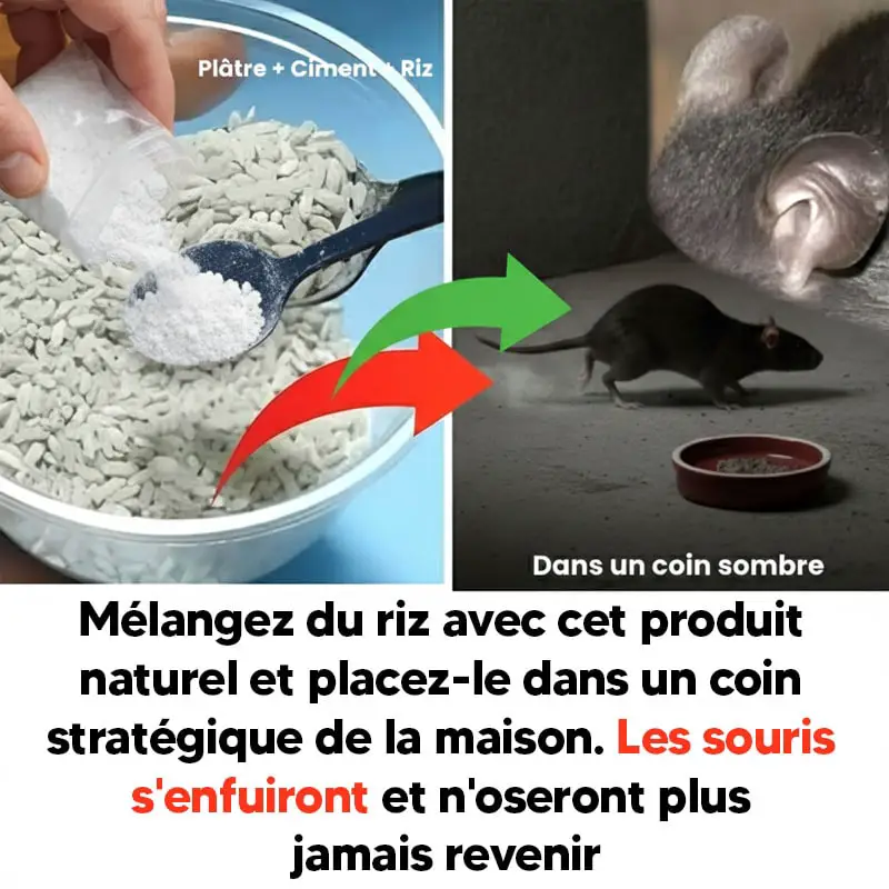 souris piege-min souris piege-min