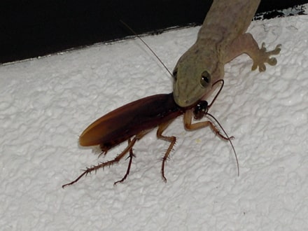 lezard mange insecte-min