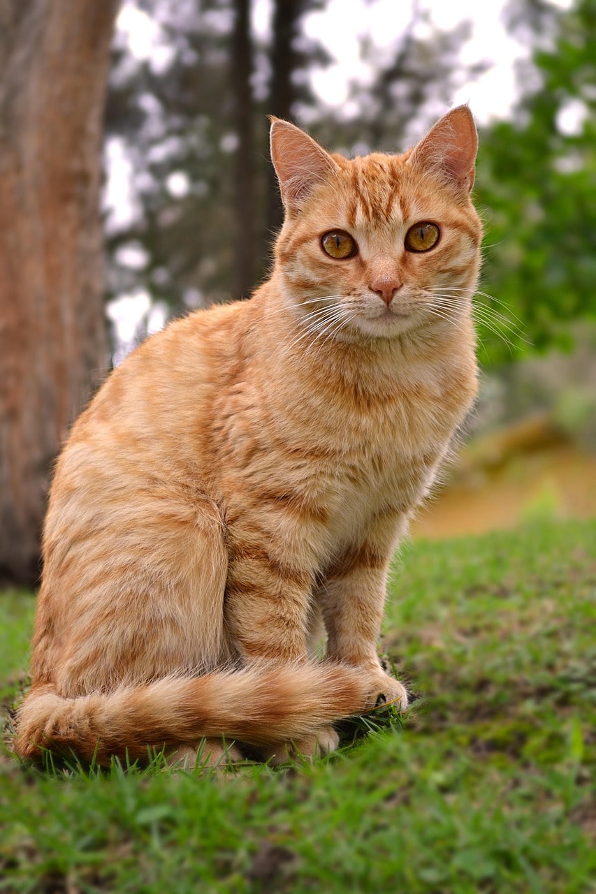 Orange-min