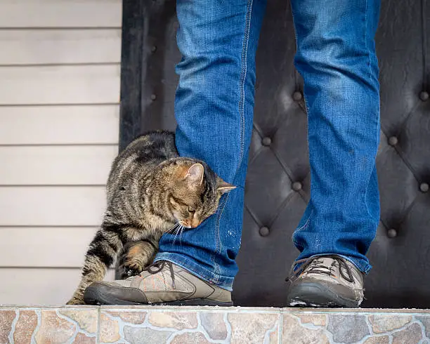 chat frotte-min
