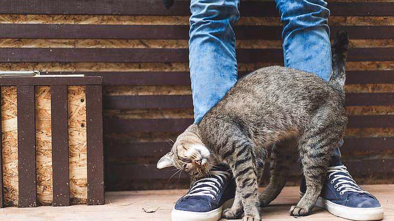 chat frotte