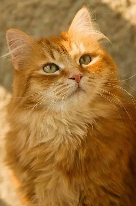 orange chat-min