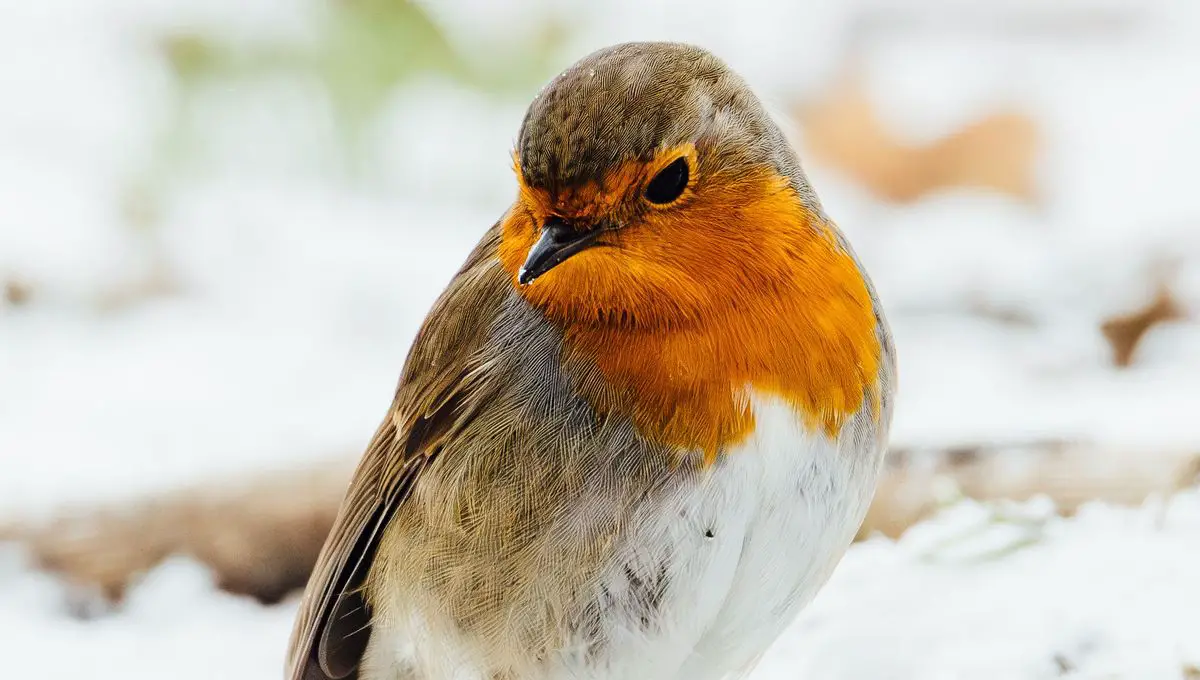 des rouges-gorges en hiver