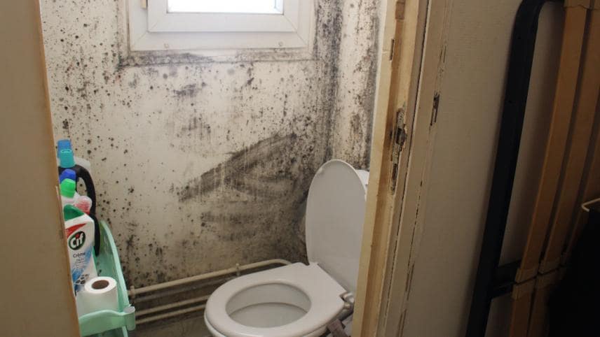moisissure toilette-min