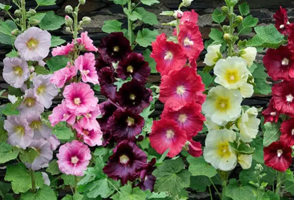 les roses trémières-min