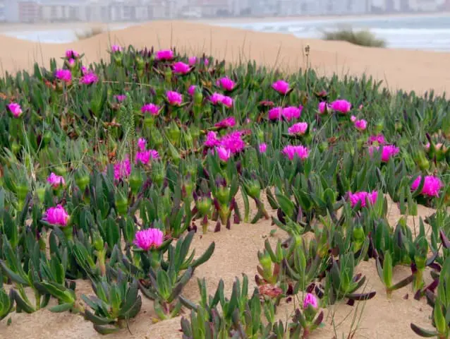 Carpobrotus