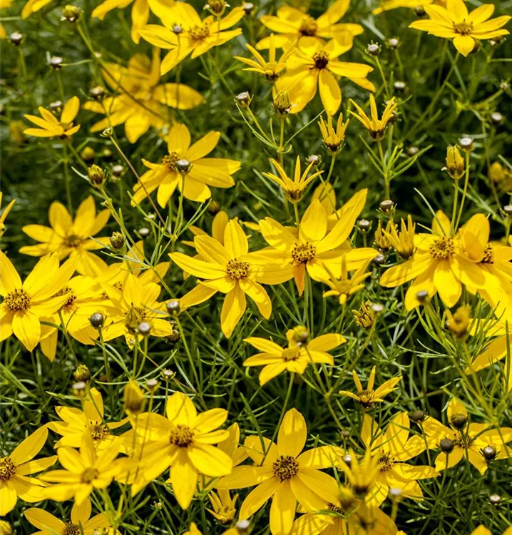 Coreopsis