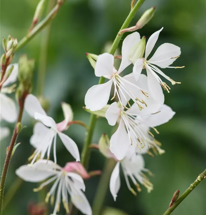 Gaura lindheimeri