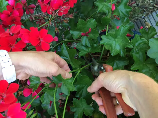 Le bouturage du géranium-min