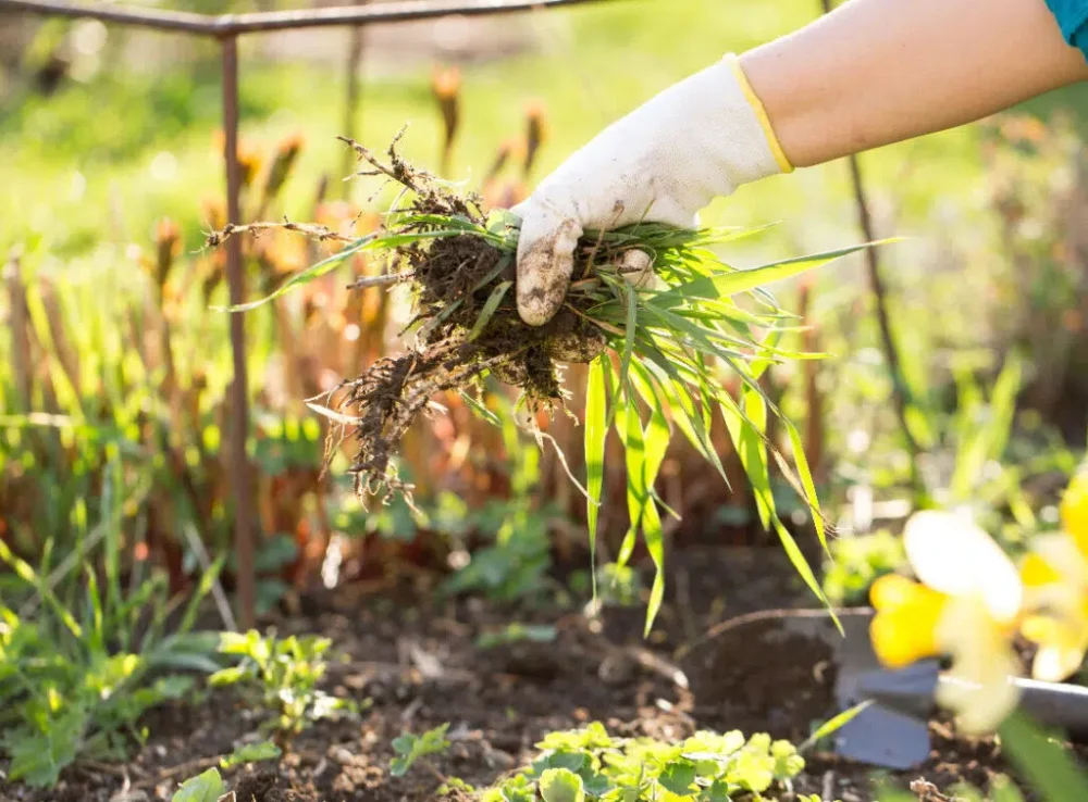 désherbrage naturel