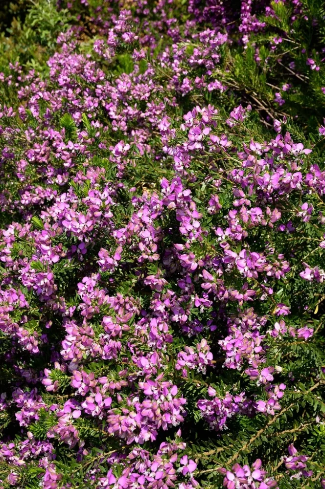 Entretien, arrosage et précautions pour un polygale en pleine santé