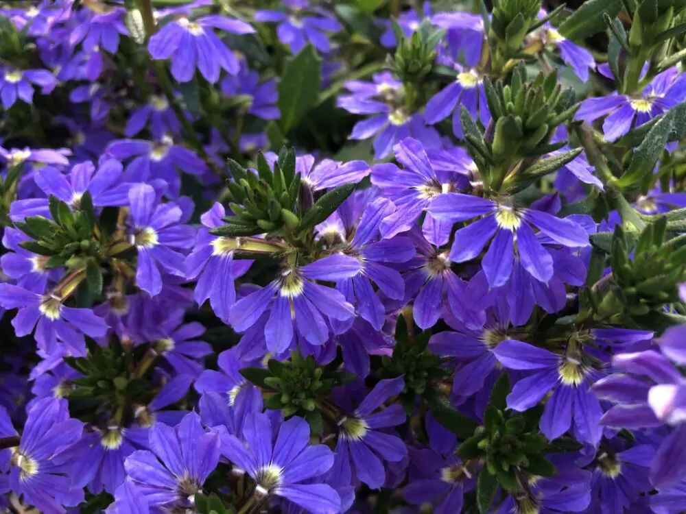 Scaevola aemula-min
