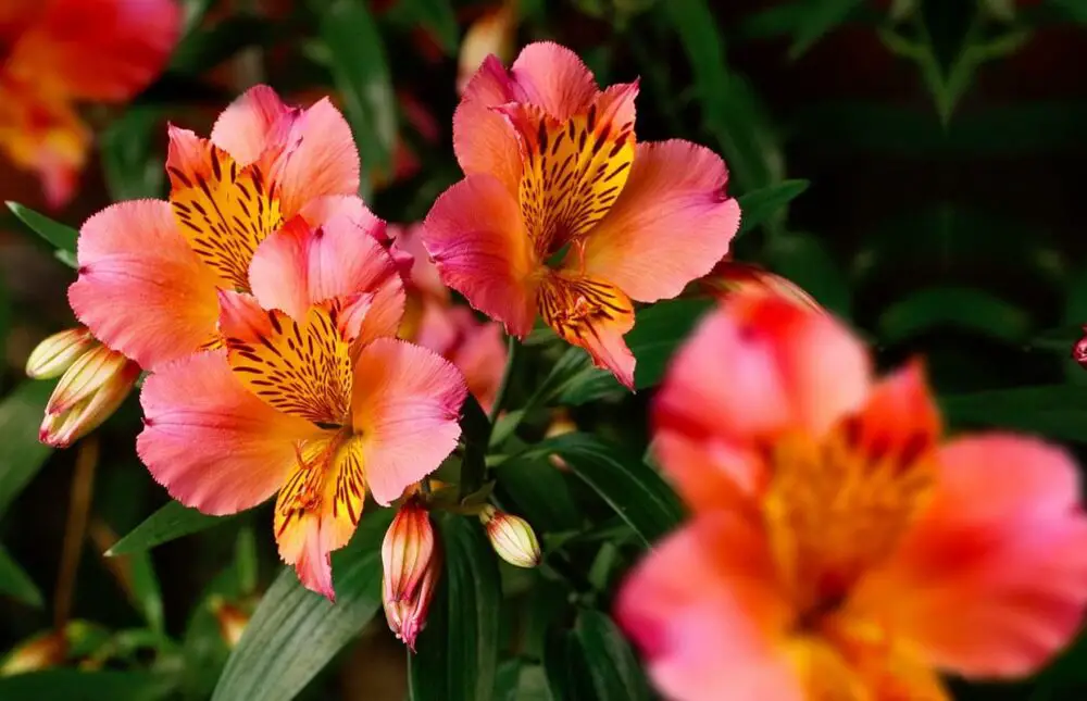alstroemeria-alstromere-min