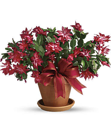 Cactus noel