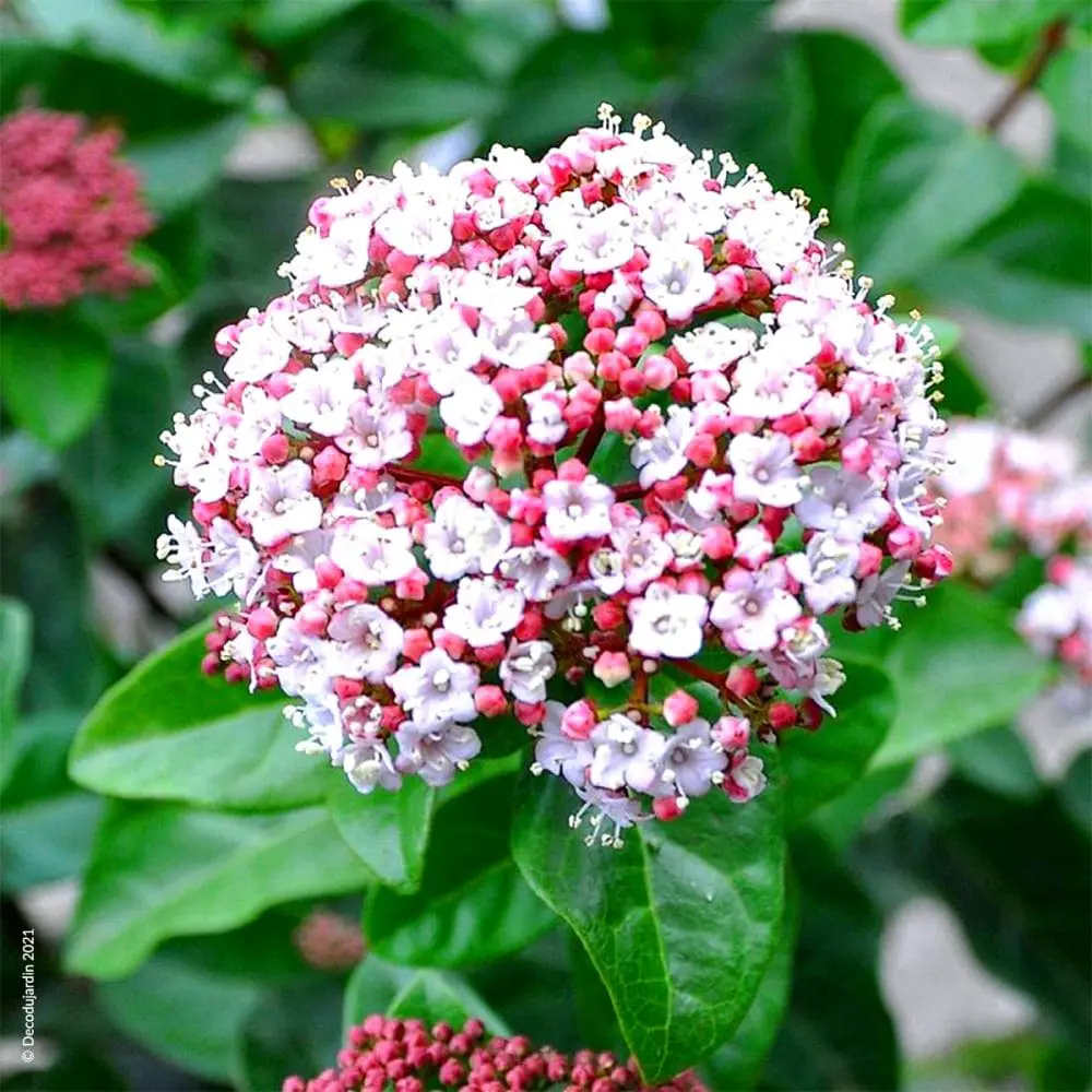 laurier-tin-viburnum-tinus-min