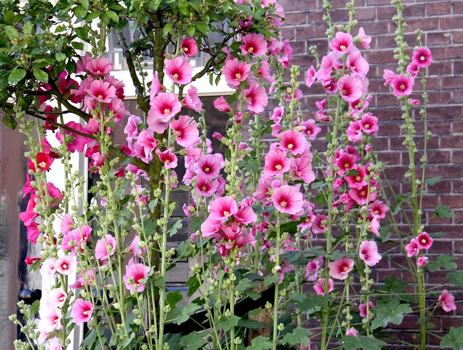 les roses trémières