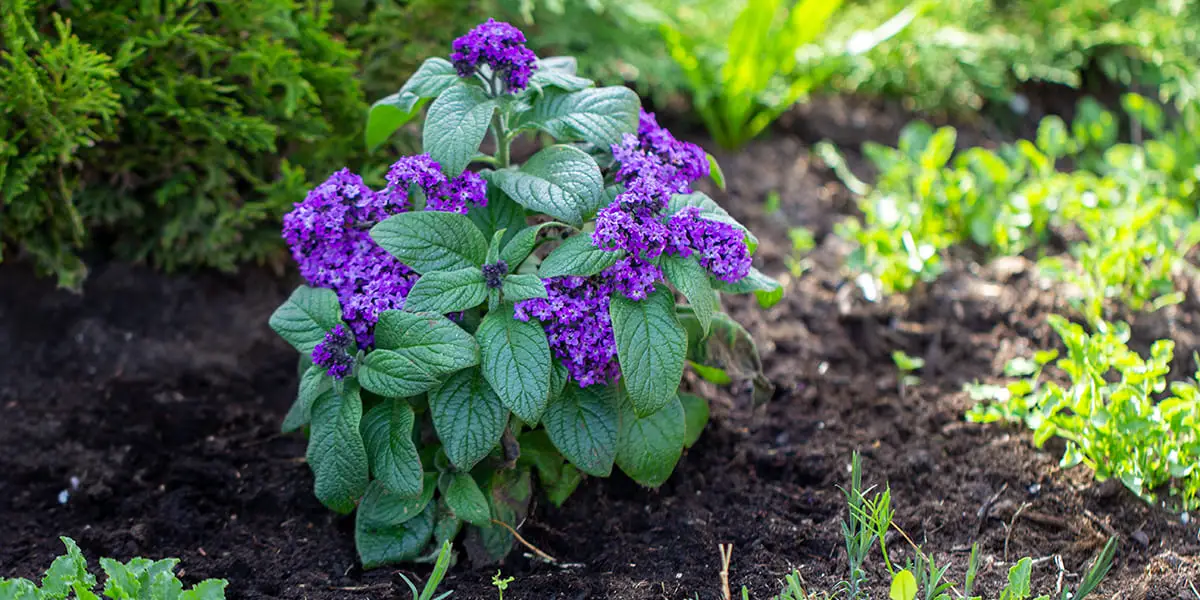 Heliotropium arborescens
