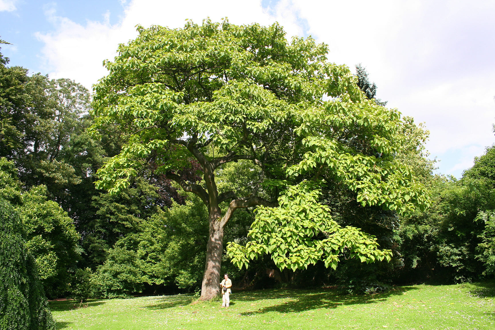 Paulownia tomentosa -min
