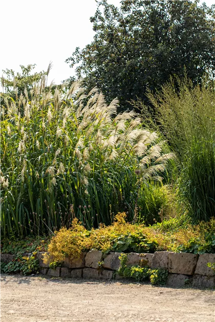 Miscanthus x giganteus