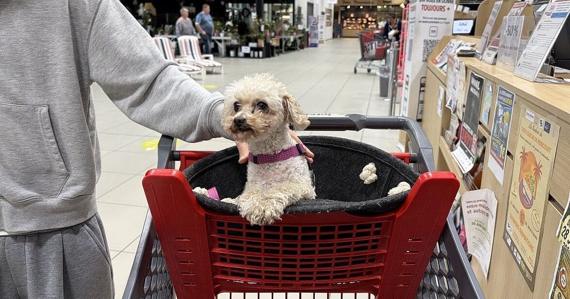 autorise les chiens intermarché-min
