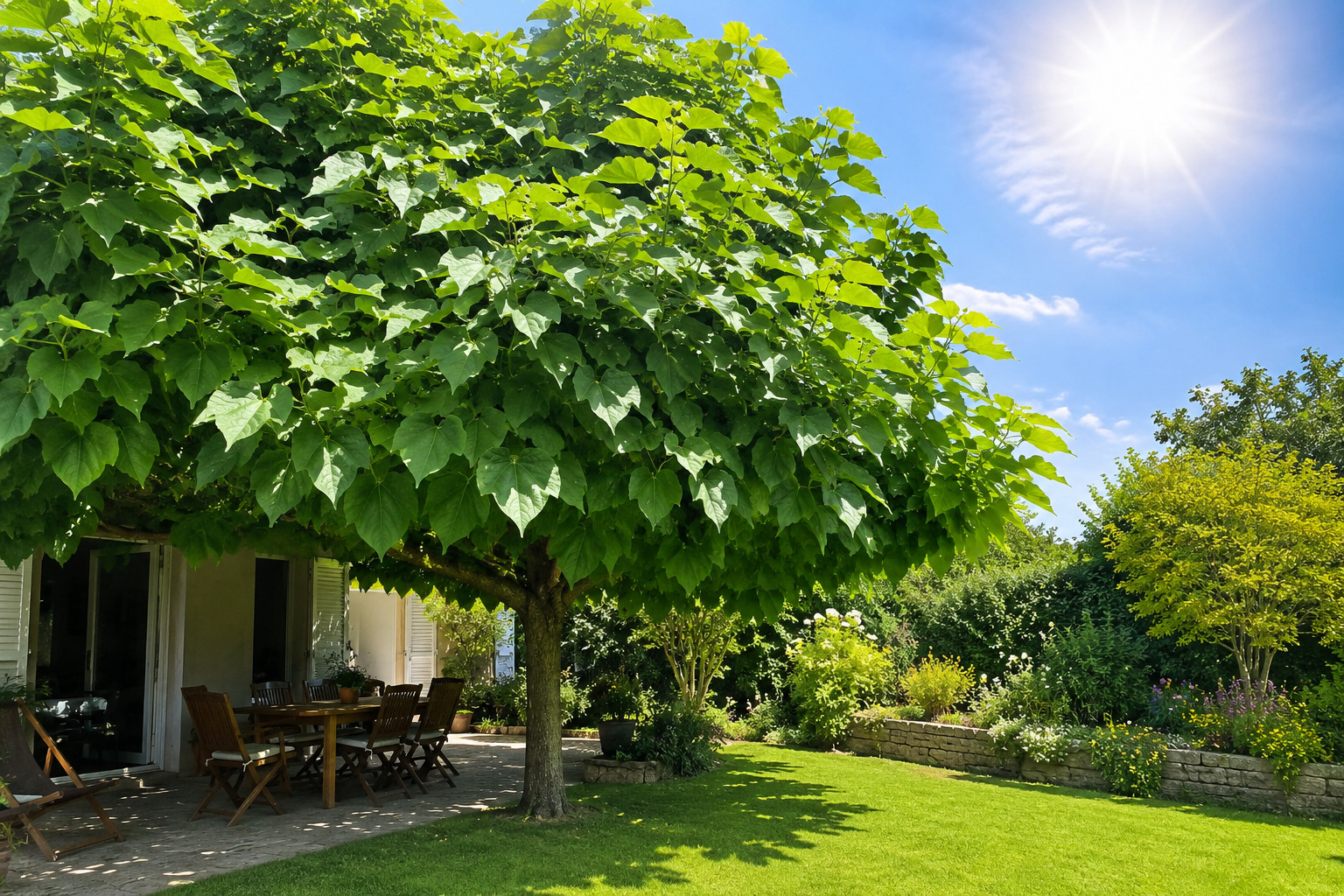 cet arbre pousse vite, fait de l'ombre et adore la chaleur