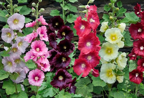 les roses trémières 