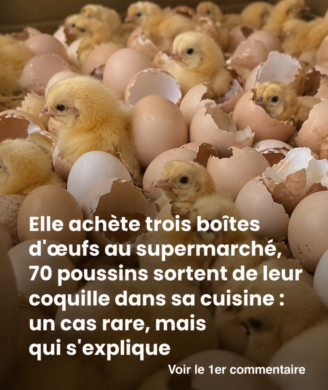 poussin p