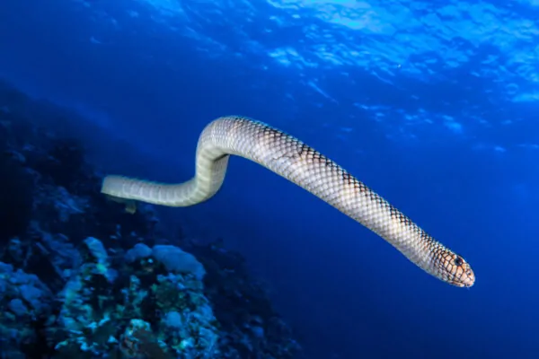 serpent mer
