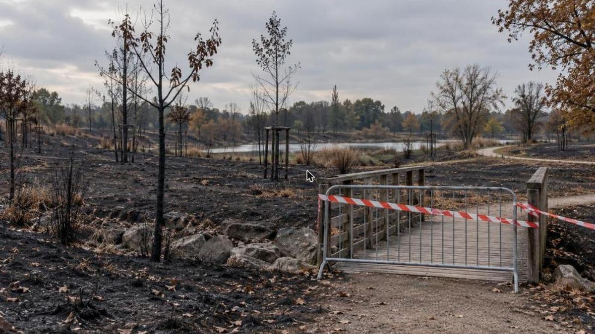 Parc après un incendie : herbe brûlée, jeunes arbres calcinés et barrière avec ruban de signalisation devant une passerelle fermée